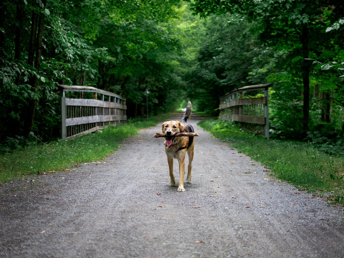 10 Essential Pet Care Tips For New Owners"