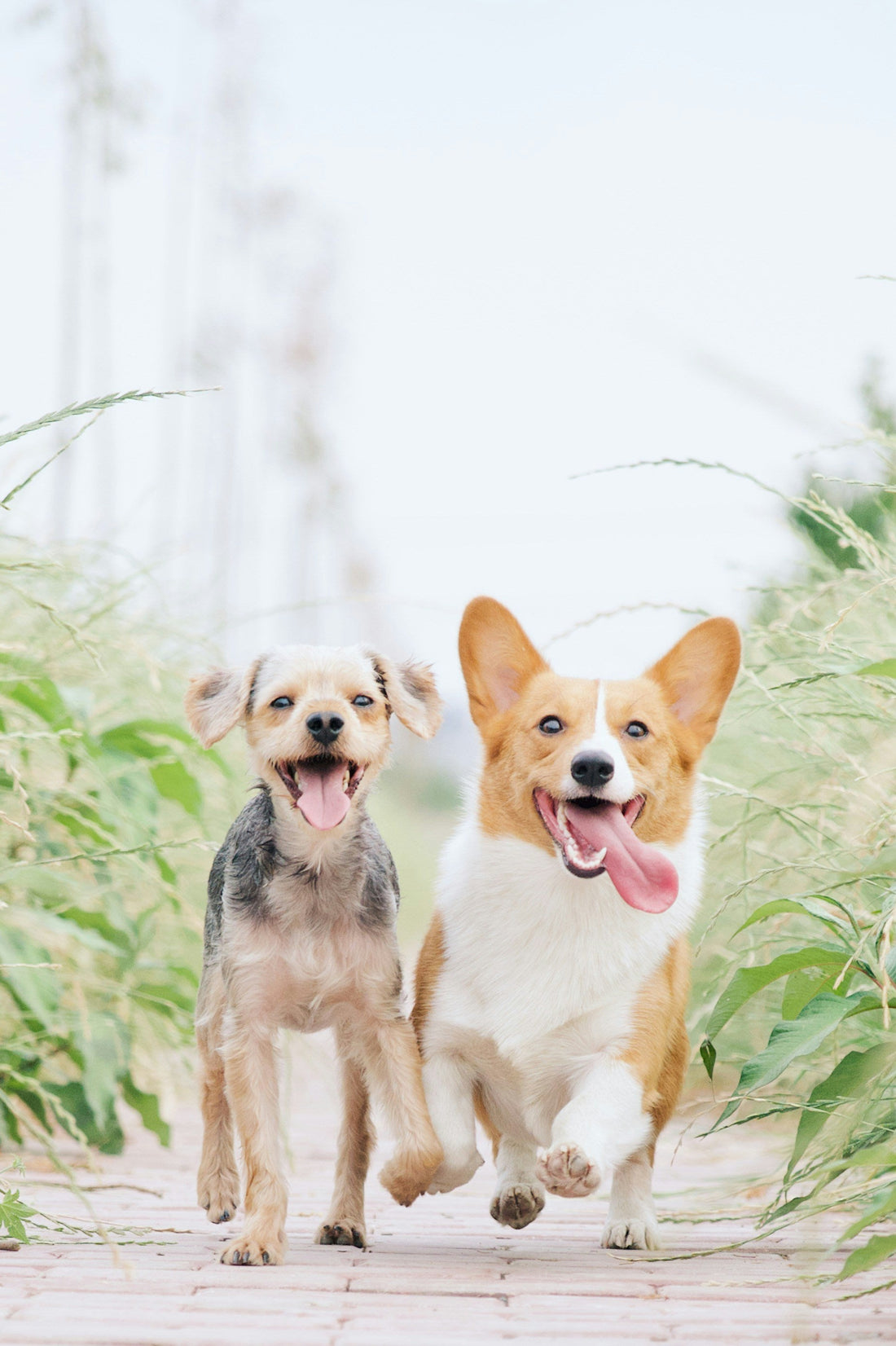 "The Benefits of Usnig Eco-Friendly Pet Products"